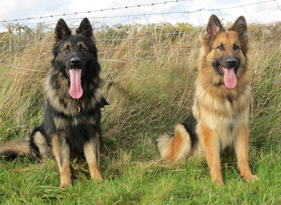 rockforce german shepherd puppies for sale